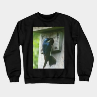 Swallow Bird Checking Out a Birdhouse Crewneck Sweatshirt